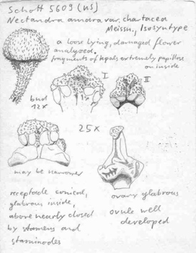 Vorschaubild Nectandra amara var. chartacea Meisn.